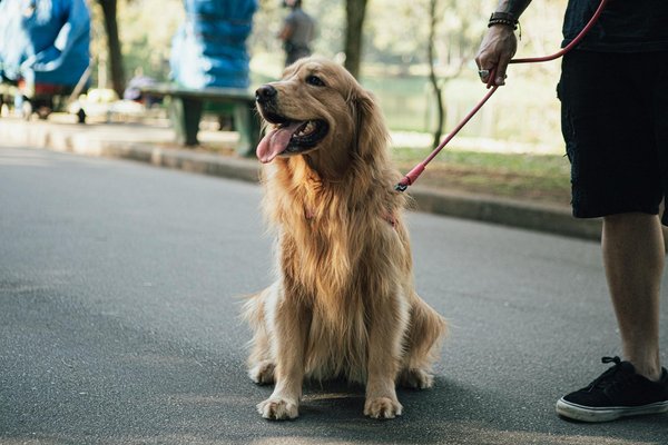 Dialogue avec un dresseur canin professionnel : tout ce que vous voulez savoir