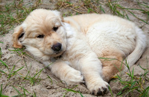 Quelle est la meilleure façon de traiter un chat de race Manx atteint de megacolon?