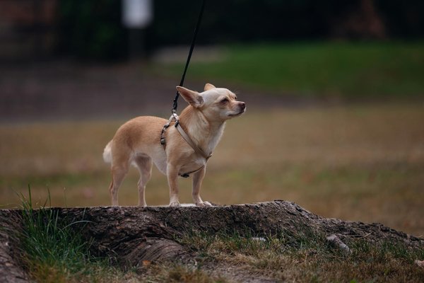 Les infections animales émergentes à surveiller