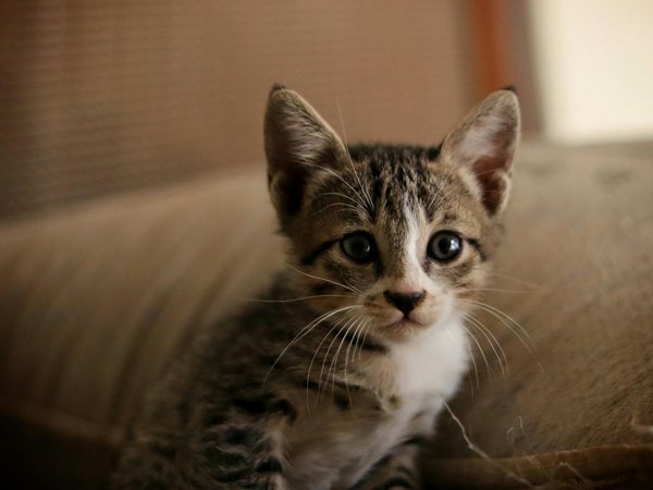 Quelles mesures préventives contre les parasites internes pour un chat de race American Shorthair en milieu rural?