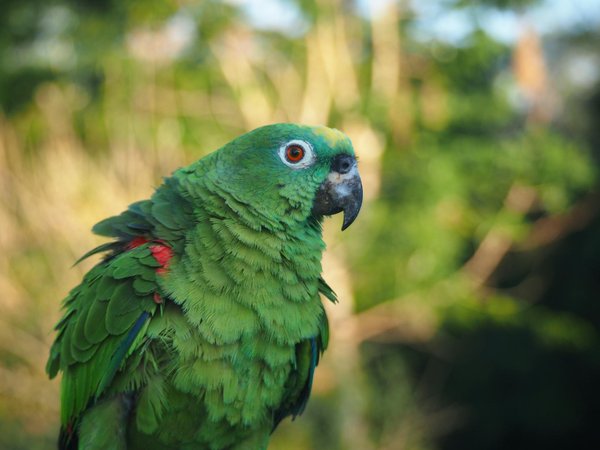 Quelles sont les stratégies pour réduire le stress d'un chat de race Siamese lors des feux d'artifice?
