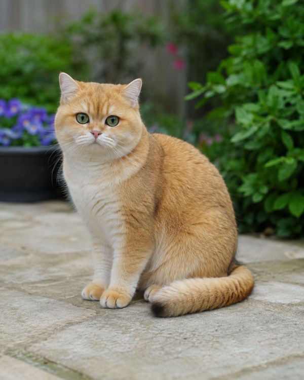 Prix d'un chaton British Shorthair : ce que vous payez réellement
